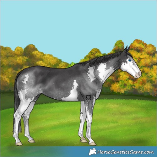 Horse Color:Blue Roan Splash 