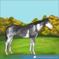 Horse Color:Blue Roan Splash 