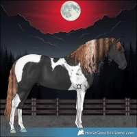 Horse Color:Painted Black Tobiano 