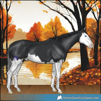 Horse Color:Black Splash 