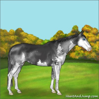 Horse Color:Black Splash 