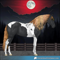 Horse Color:Painted Black Tobiano 