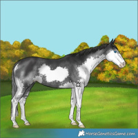 Horse Color:Black Splash 