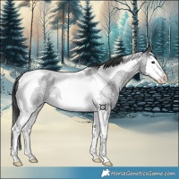 Horse Color:Blue Roan Splash Tobiano
