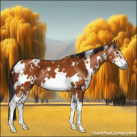 Horse Color:Gray White Spotted Bay Sabino 