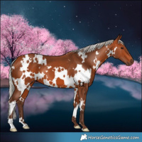 Horse Color:White Spotted Silver Bay 