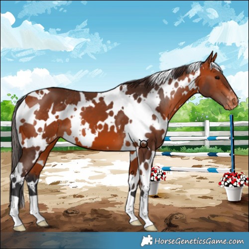 Horse Color:White Spotted Bay Appaloosa 