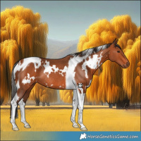 Horse Color:White Spotted Bay Tobiano Rabicano