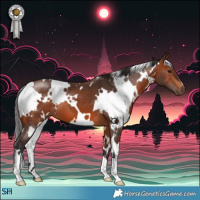 Horse Color:White Spotted Bay 