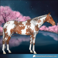 Horse Color:White Spotted Silver Bay Appaloosa 
