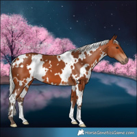 Horse Color:White Spotted Silver Bay 