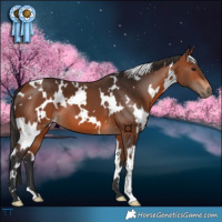 Horse Color:White Spotted Bay 