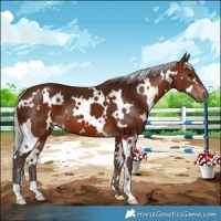 Horse Color:White Spotted Silver Brown