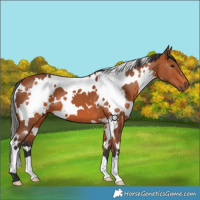 Horse Color:White Spotted Bay 