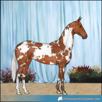 Horse Color:White Spotted Silver Bay 