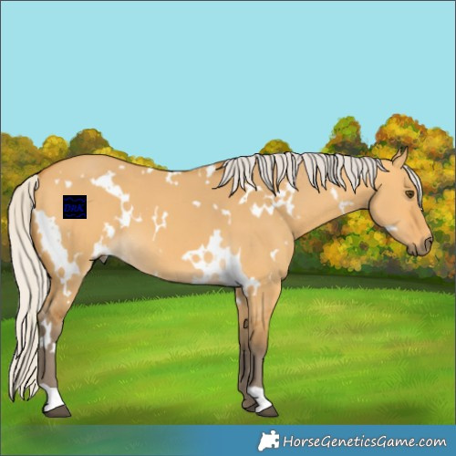 Horse Color:White Spotted Silver Buckskin Dun