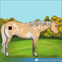 Horse Color:White Spotted Silver Buckskin Dun 