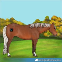 Horse Color:Silver Brown Rabicano 