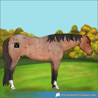 Horse Color:Bay Roan 