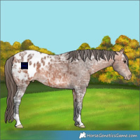 Horse Color:Bay Ice Appaloosa 