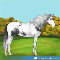 Horse Color:Black Splash Tobiano Varnish 