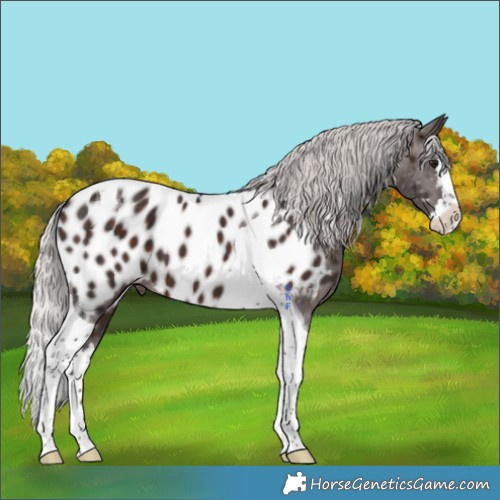 Horse Color:Silver Brown Splash Tobiano Appaloosa 