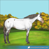 Horse Color:Buckskin Appaloosa 