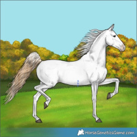 Horse Color:Buckskin Dun Sabino Varnish 