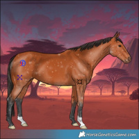 Horse Color:Bay 