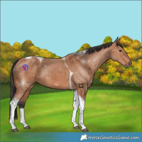 Horse Color:Bay Tobiano 