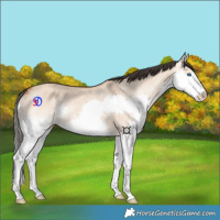 Horse Color:Bay Dun Splash 