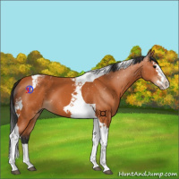 Horse Color:Bay Splash Tobiano 