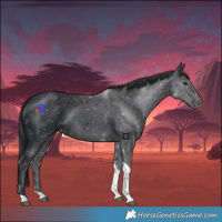 Horse Color:Black Tobiano 