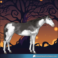 Horse Color:Smoky Black Splash
