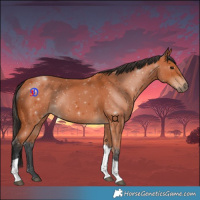 Horse Color:Bay Tobiano Rabicano