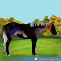 Horse Color:Void Silver Bay Splash Tobiano Appaloosa 