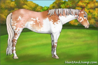 Horse Color:Silver Buckskin Splash Appaloosa 