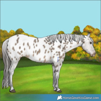 Horse Color:Brown Dun Appaloosa Rabicano 