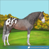 Horse Color:Bay Splash Appaloosa 