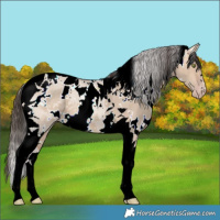 Horse Color:White Spotted Amber Champagne Dun Tobiano
