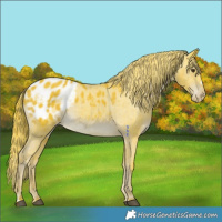 Horse Color:Watercolor Liver Chestnut Appaloosa 