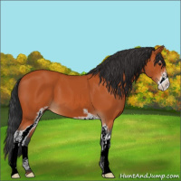 Horse Color:Bay Sabino 