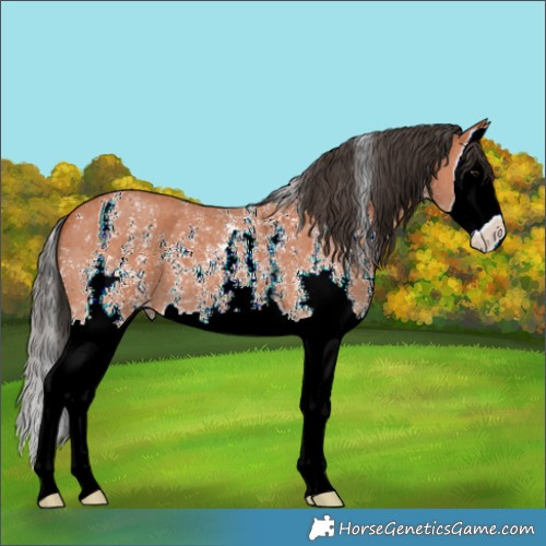 Horse Color:Bay Sabino Splash