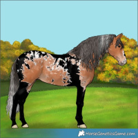 Horse Color:Bay Tobiano 