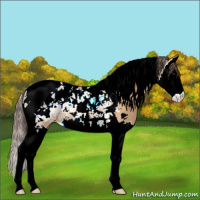 Horse Color:Bay Dun Splash Tobiano Appaloosa 