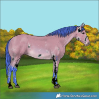 Horse Color:Watercolor Buckskin Sabino 
