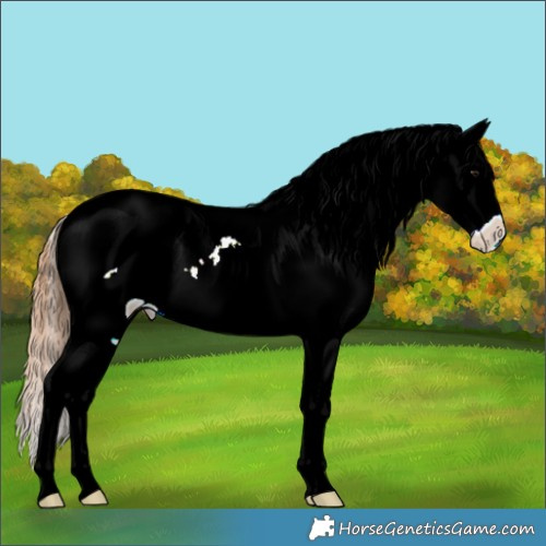 Horse Color:Bay Dun Tobiano Appaloosa 
