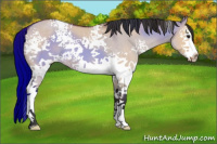 Horse Color:White Spotted Brown Dun 