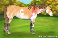 Horse Color:Buckskin Splash Varnish 