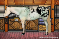 Horse Color:Void Buckskin Pearl Appaloosa 